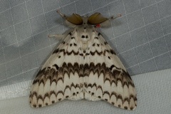 Lymantria brotea