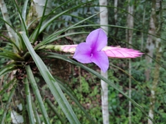 Wallisia cyanea