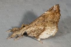 Masca abactalis