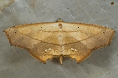 Nicevillea epiplemoides