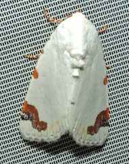 Chasmina pulchra