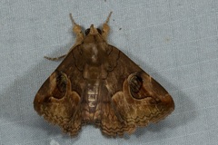Ommatophora luminosa