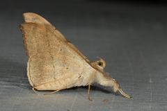 Oxyodes scrobiculata