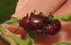 Chrysomelina