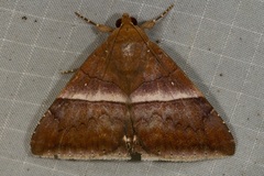 Parallelia calefaciens