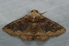 Pericyma cruegeri