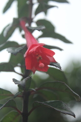 Fuchsia canescens
