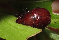 Chrysomelina