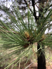 Pinus hartwegii