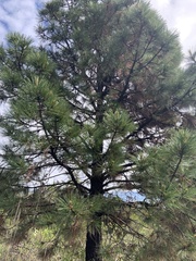 Pinus hartwegii