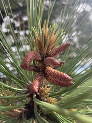 Pinus hartwegii