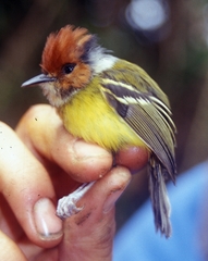 Rufous-Crowned Tody-Flycatcher photo 1