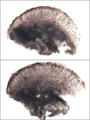 Leptochidium albociliatum