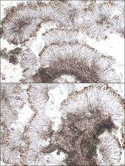 Leptochidium albociliatum