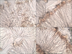 Leptochidium albociliatum