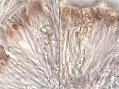 Leptochidium albociliatum