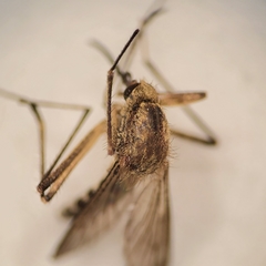 Aedes sticticus