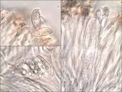 Leptochidium albociliatum