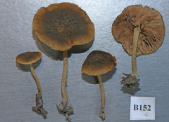 Simocybe phlebophora