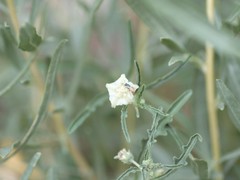 Perdita chamaesarachae