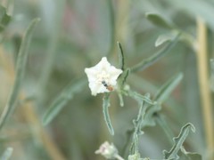 Perdita chamaesarachae