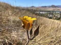 Calochortus clavatus