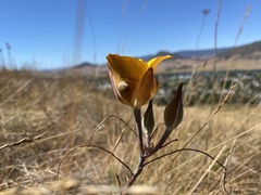 Calochortus clavatus