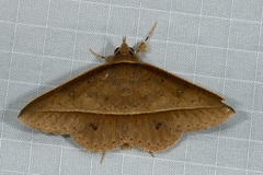 Tochara