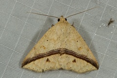 Ugia eugrapha