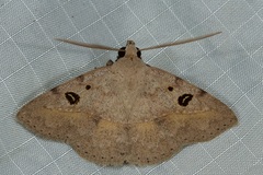Ugia signifera