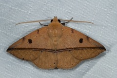 Ugia sundana