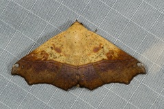 Xanthanomis xanthina