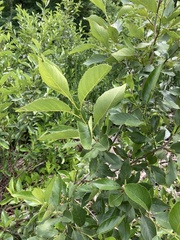 Alnus maritima
