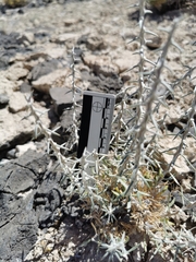 Tetradymia