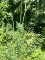 Daucus carota