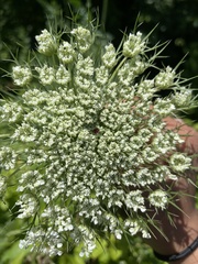 Daucus carota