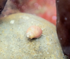 Phasianellidae