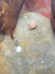 Phasianellidae