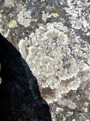 Arctoparmelia centrifuga