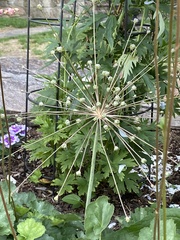 Allium schubertii