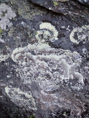 Arctoparmelia centrifuga