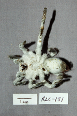 Cordyceps caloceroides