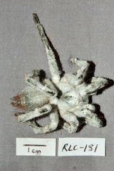 Cordyceps caloceroides