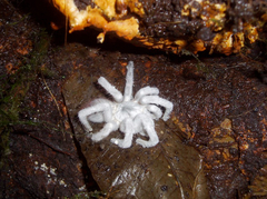 Cordyceps caloceroides