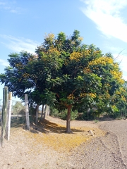 Peltophorum