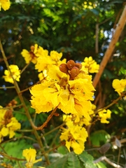 Peltophorum