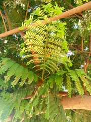 Peltophorum