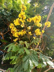 Peltophorum