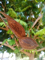 Peltophorum