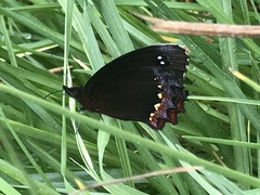 Gyrocheilus patrobas patrobas